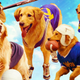 Illustration for article titled Air Bud: The Story You Never Knew